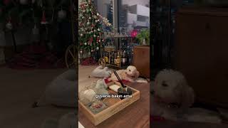 6 Yasındaki Öğrencimiz Latte Ile Evinizde Köpek Eğitimi Öpekegitimi