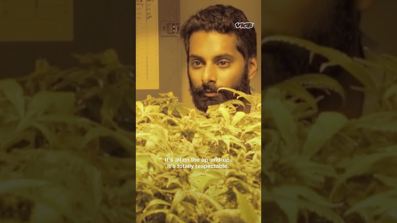 Film backdrop image for A Mom Tours a Grow House for the First Time shorts cannabis (2023)