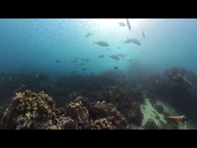 KOH TAO SCUBA WITH MOJO DIVER