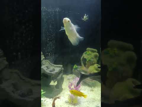 albino red eye