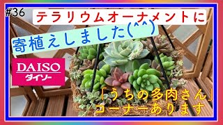 【多肉】#36 ダイソーで見つけた「テラリウムオーナメント」に多肉植物を寄せ植えしてみました(^^)　ゆらゆら揺れて可愛い♥