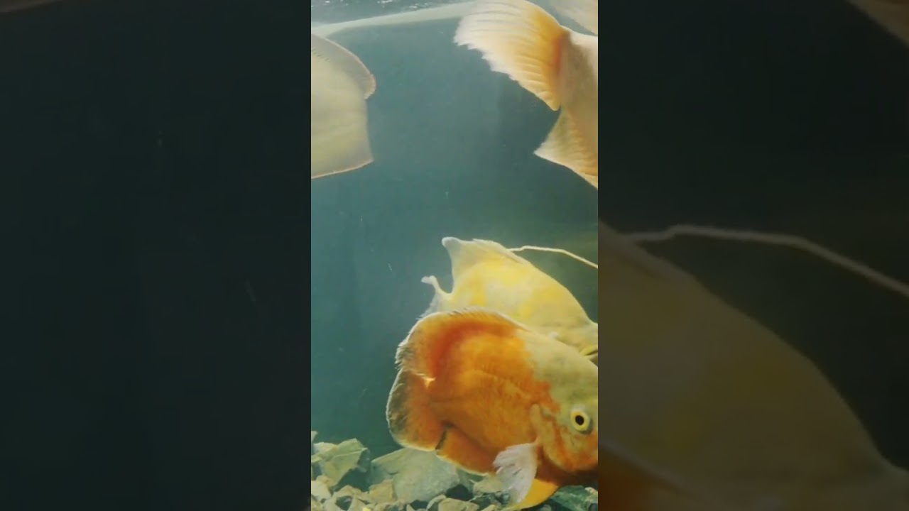 How many of you have got a Gurami?