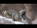 アヌビスヒヒ （広島市安佐動物公園） の動画、YouTube動画。