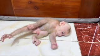Baby monkey Miker waiting for mom dress him dinner