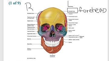 BIO201 - The Skeletal System Part I