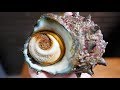 Japanese Street Food - TURBAN SHELL Barbecue & Sashimi Okinawa Seafood Japan