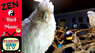 Zen Music for Birds | Keep Your Parrot Calm | Parrot TV