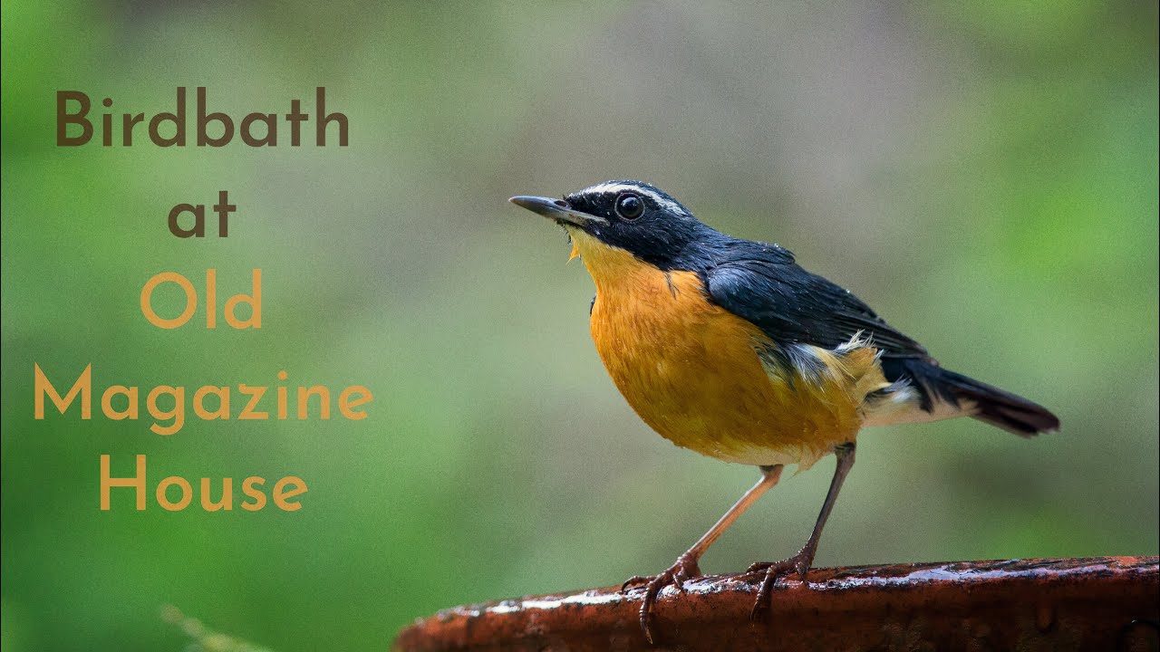 An evening at the birdbath in Old Magazine House resort, Karnataka. | 4K Nature |