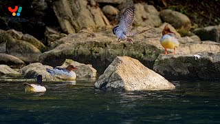 Chinese mergansers play in the water
