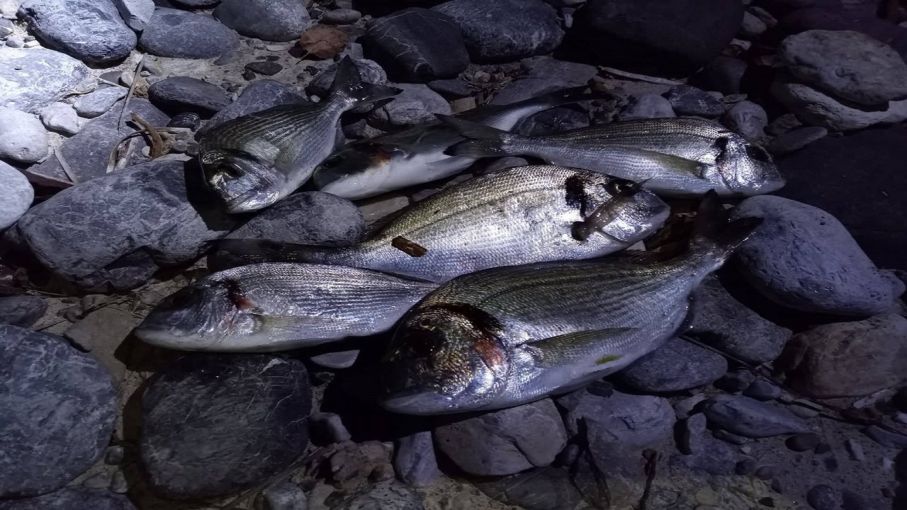 Στα Γκρέμια Για Τσιπούρες