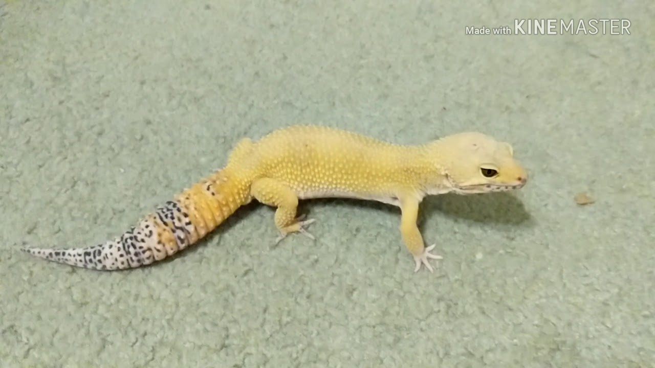 video editing software free GeckoMan Episode 2