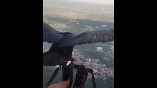 Awesome Bird Flies with Hang glider and lands on shoe #shorts