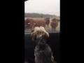 Yorkie protects owner from wild beast