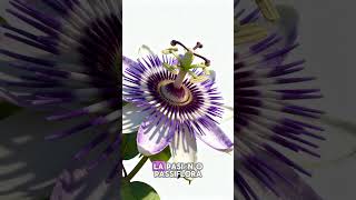 🌺 La extraña estructura floral que casi nadie conoce #bellezanatural #botanica #plantas #plants