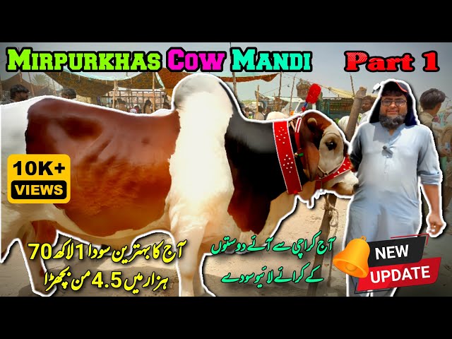 Mirpurkhas Cow Mandi Ma live Soda | Karachi Sa Aye Dost Janwar Lana | Qurbani 2024 | Bakra Eid class=