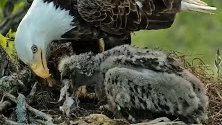 Decorah Eagles. HD in with a fish \& DH2 gulps down a big fish tail - explore.org 05-09-2023