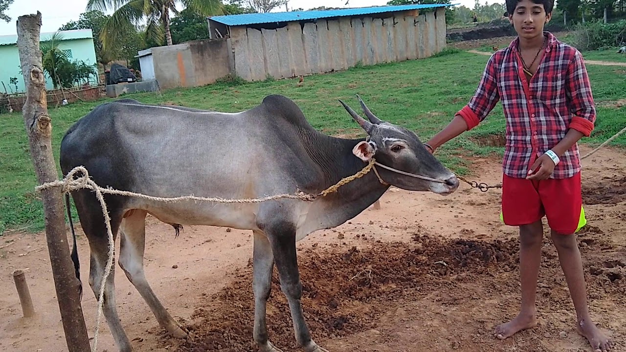 Milk Teeth Hallikar STUD BULL of Farmer Jayanna in ...