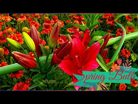My spring bulb 2021 | many new colour combination | koleksi baru bunga musim semi