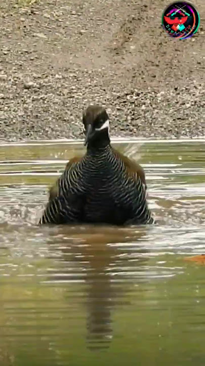 🔊Suara Burung Weris Zebra di Alam Liar‼️