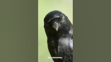 Crows Know What You’re Thinking #crow