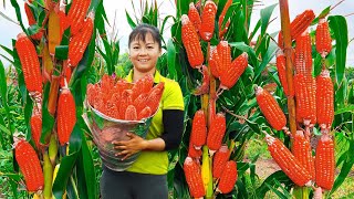 Harvesting Sweet Corn Go To Market Sell - Forest Fruit - Wild Banana | Phuong Daily Harvesting by Phuong Daily Harvesting 66,008 views 3 weeks ago 3 hours, 9 minutes