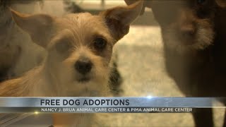 Free dog and puppy adoptions as shelters face critical capacity issues