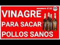 🏆CÓMO USAR EL VINAGRE en los POLLOS de ENGORDE 🐔 para que CREZCAN RÁPIDO Y SANOS☄️