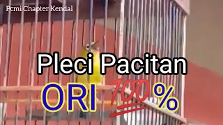 Pleci Pacitan Ori Memang Istimewa, Nembak Wit Wit Sejalur Panjang Ngotot