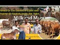ગુજરાતની પ્રખ્યાત ગીર નસલની ગૌશાળા-આર્યમાન ગીર ગૌશાળા, જસદણ Famous Gir Cow Gaushala- Aryaman, Jasdan