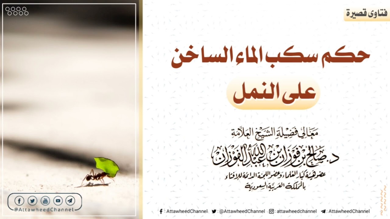 حكم سكب الماء الساخن على النمل || للشيخ صالح الفوزان –حفظه الله–