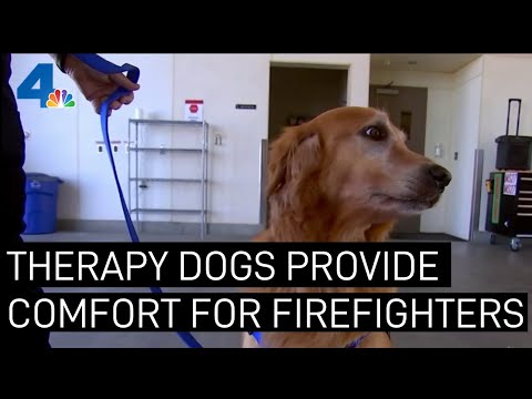 Video: Pet Scoop: ugniagesių gelbėjimo šuo iš stogo, terapijos šunys Comfort Oakland Fire aukų