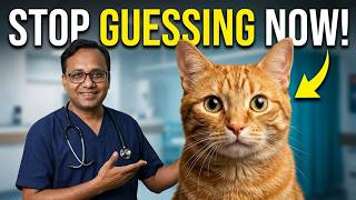Your Cat's Weird Behavior Finally Explained — 10 Facts