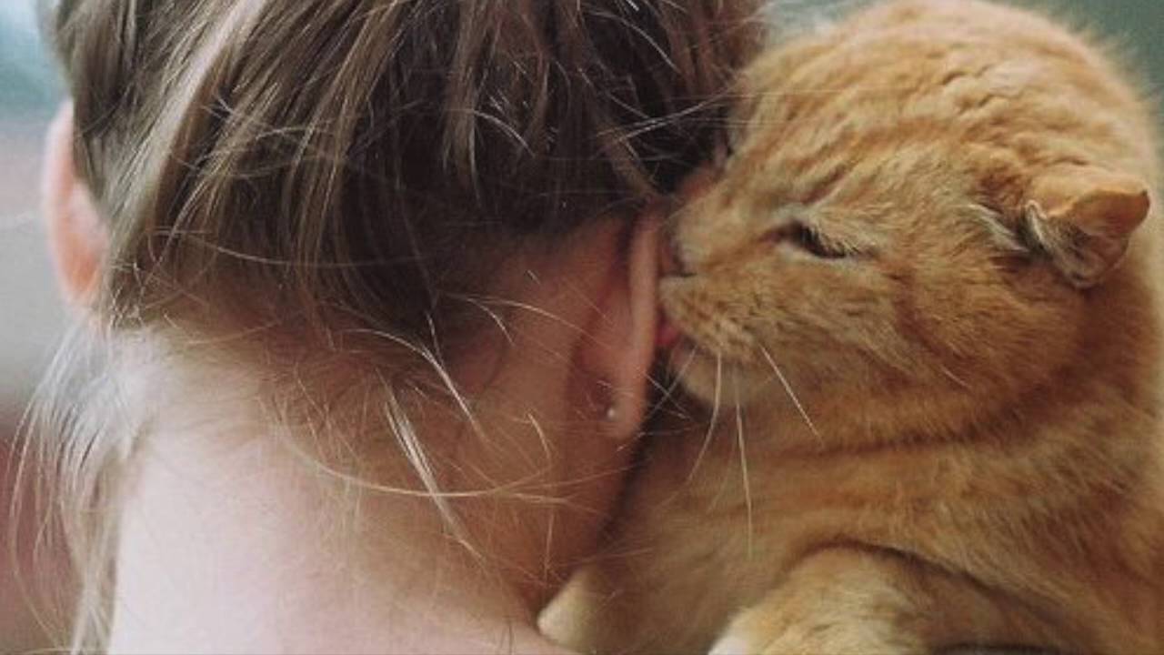 Por Qué Mi Gato Me Lame? - SiamCatChannel - YouTube