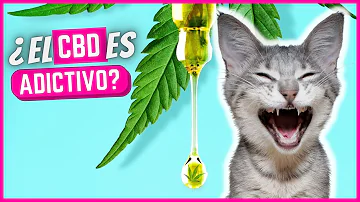 ¿Es el CBD adictivo para los gatos?