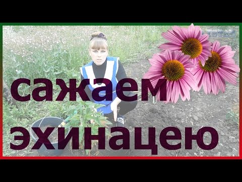 Video: Niyə Echinacea Purpurea (Rudbeckia) əkin