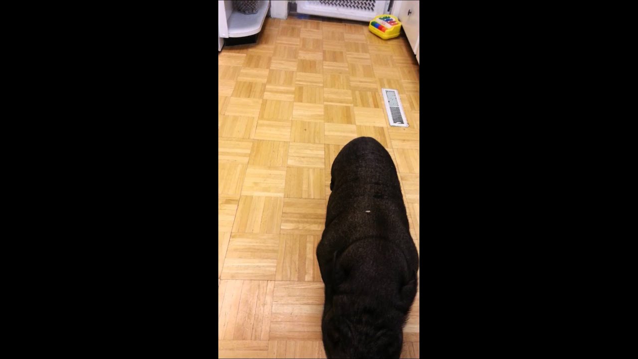 Potbelly pig playing piano