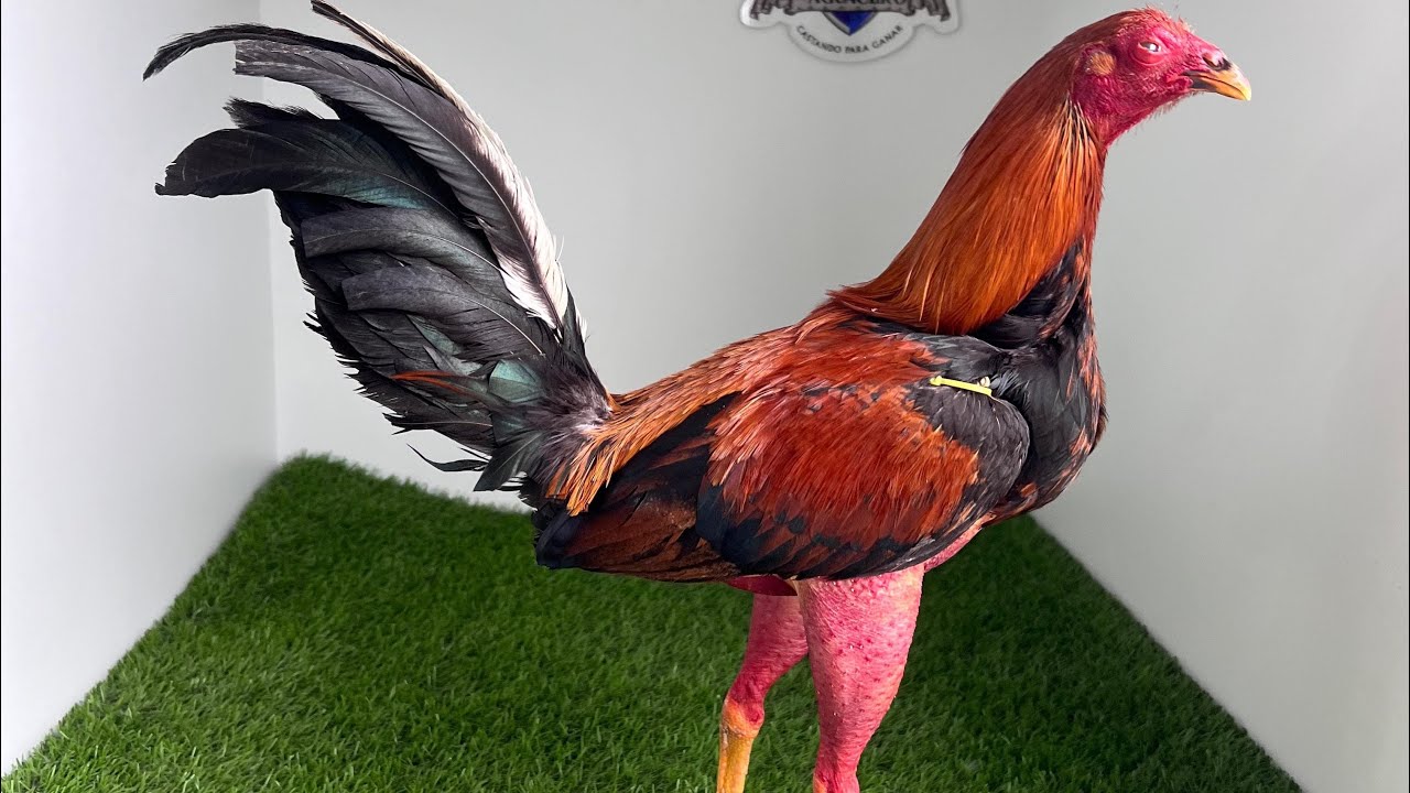 Inseminación en Gallos y Gallinas, PROYECTO GALLOS FINO by Gallos El Aguacero #galleros #gallos 