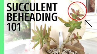 How to Behead Succulents + When and Why You Should Do It  Succulent Beheading 101 ✂