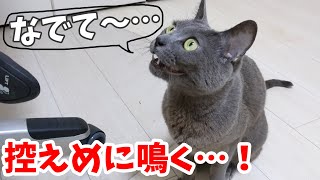 控えめに鳴いて勉強中の娘に構ってアピールする猫