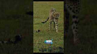 Уникальная пятерка гепардов #животные #звери #animals