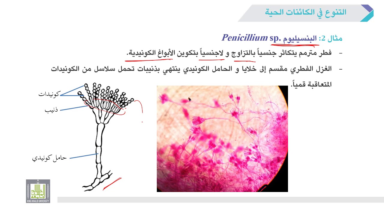 ما الفطر الوحيد الخلية