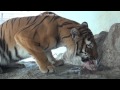 福山市立動物園のアムールトラ　アビ（♂） の動画、YouTube動画。