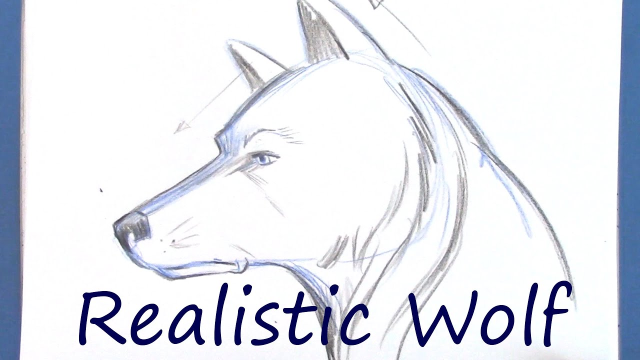 Learn to Draw a Wolf - YouTube