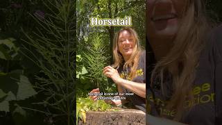 Benefits Of Horsetail Go Easy On The Tea As Excessive Consumption Could Lead To Vit B Deficiency