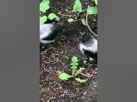 Птенцы вороны разговаривают - YouTube