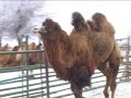 Астраханские верблюды зимуют