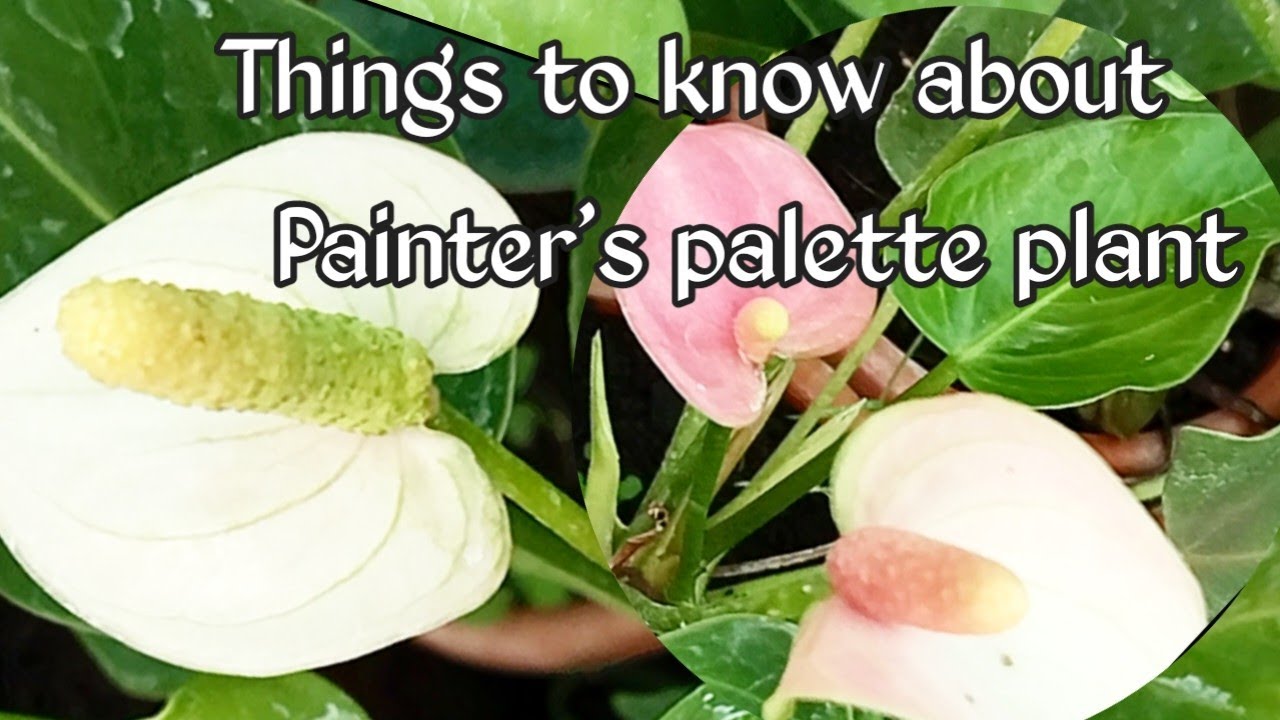 Painter's-palette (anthurium andraeanum)