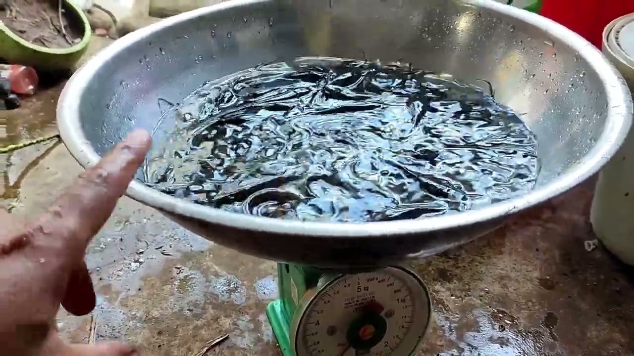 1Kg cá trê giống bao nhiêu con? Mãn nhãn hàng ngàn con cá trê ăn mồi