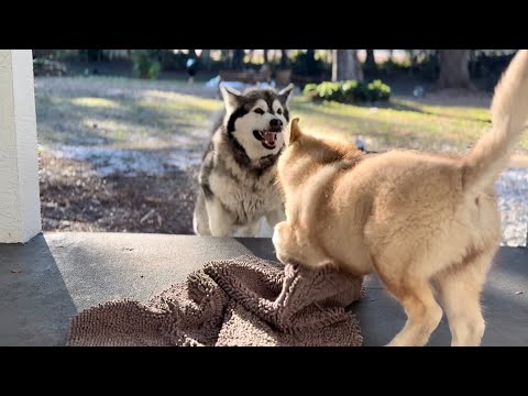 After Playtime Was Denied… Tonka Started Drama With The Puppy 🐺🤣