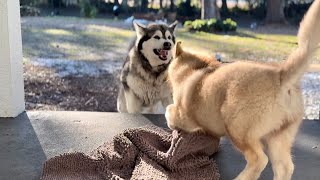 After Playtime Was Denied Tonka Started Drama With The Puppy